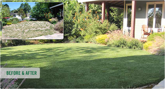 before-and-after-lawns