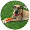 artificial turf for pets