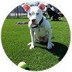 pet friendly grass artificial turf