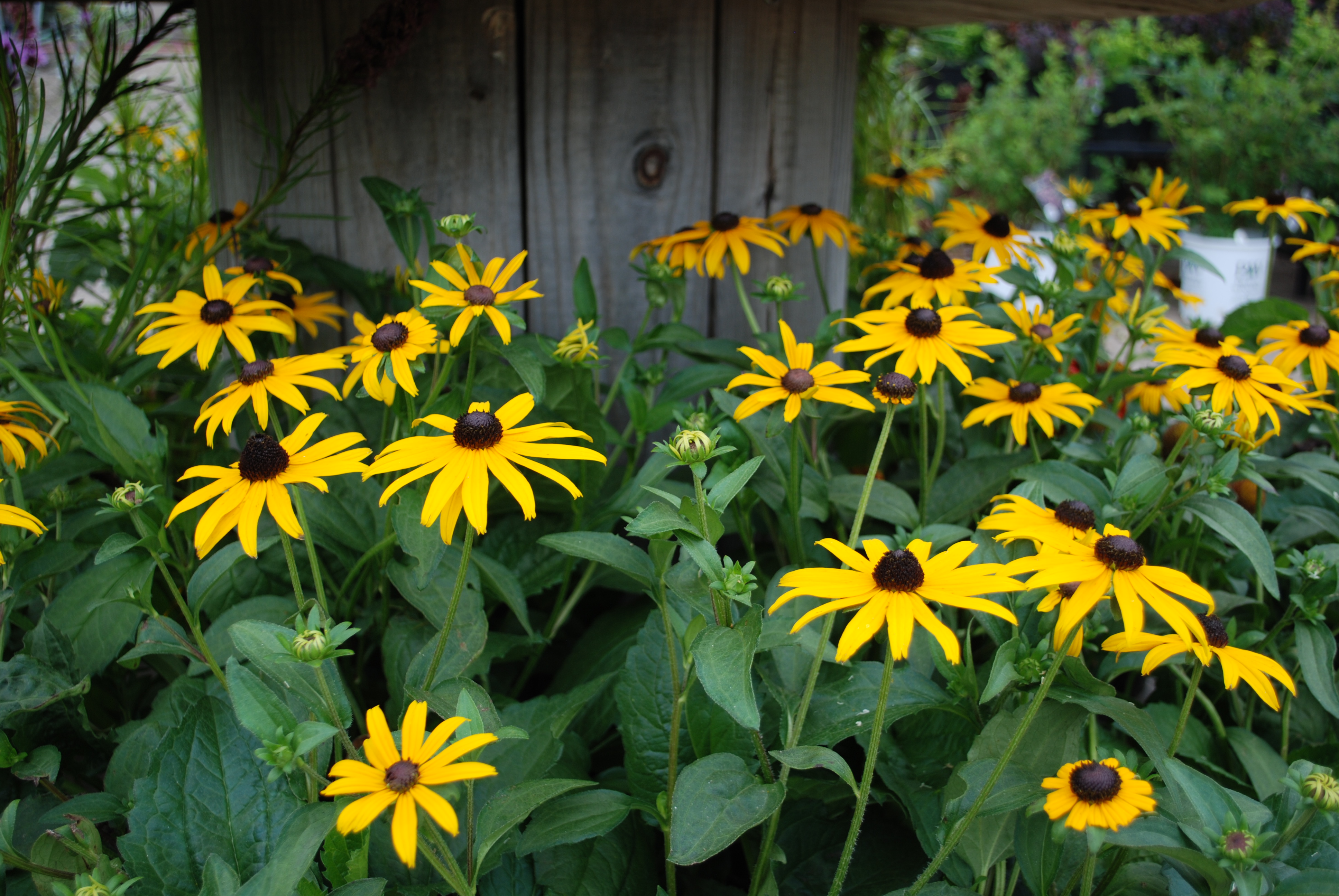 Grass and More Outdoor Black Eyed Susans