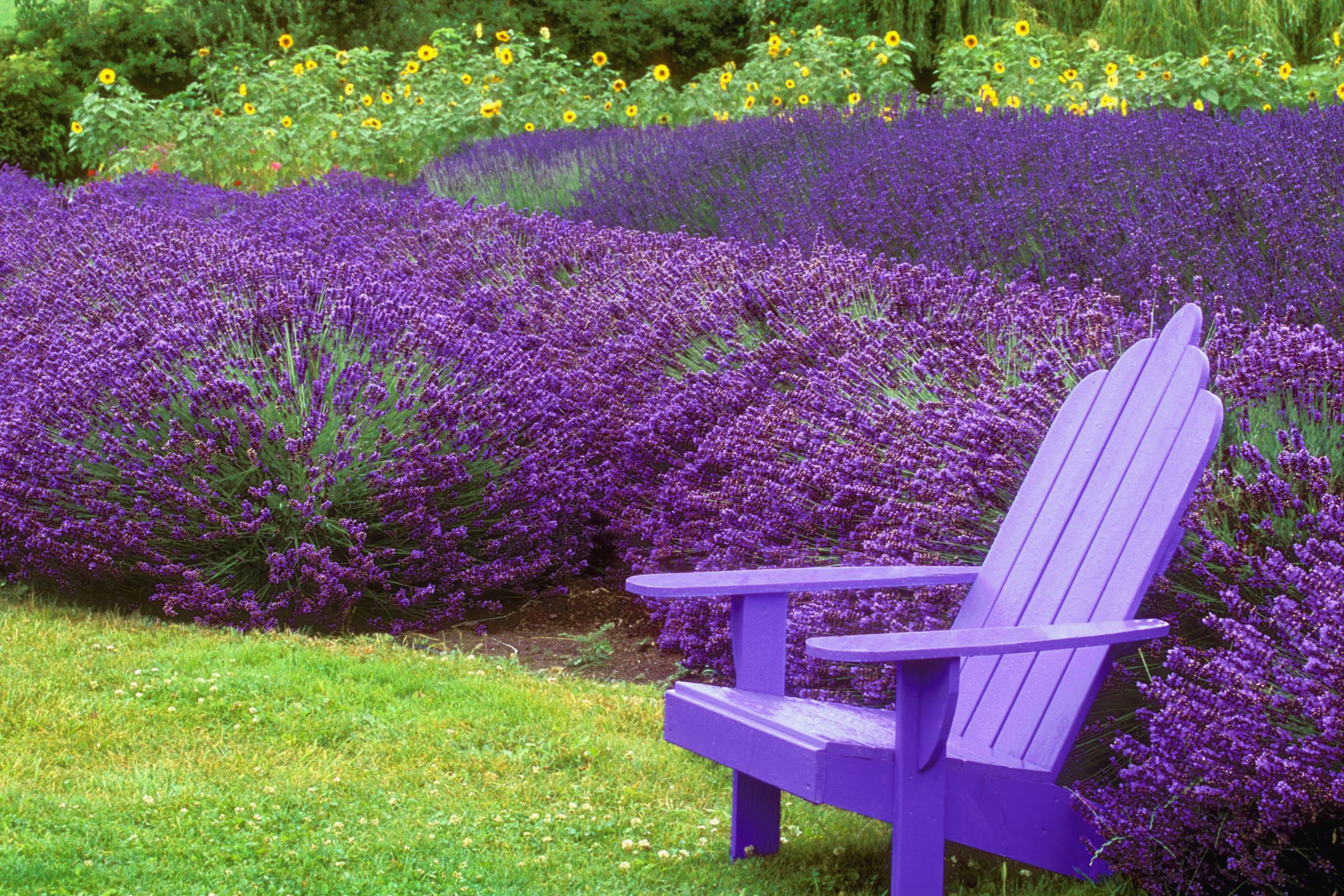 Grass and More Outdoor Lavender