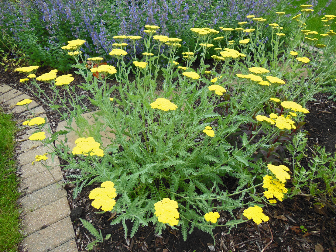 Grass and More Outdoor Yarrow