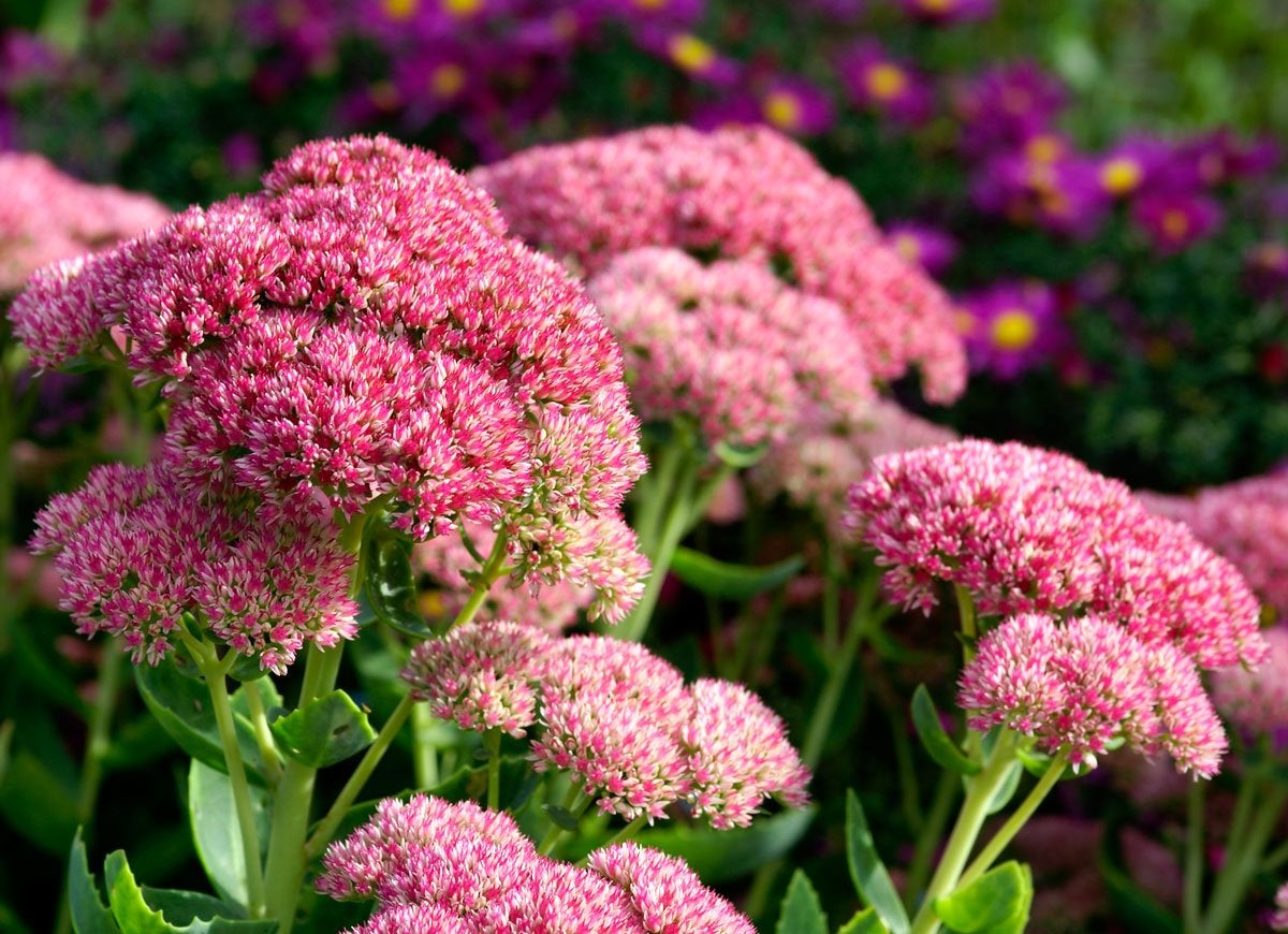 Grass and More Outdoor Sedum